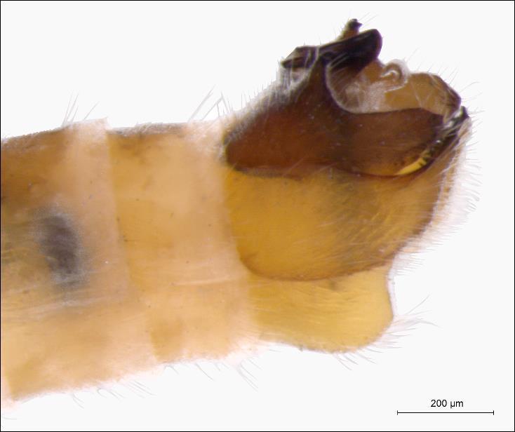 For detailed description see COLLIN (1927, 1961) and HORVAT (2002). FIG. 3. Chelifera aperticauda male hypopygium, lateral view.