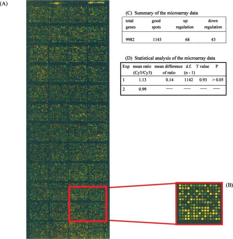 Expression profiling of HS27 newborn foreskin fibroblasts upon red light irradiation by using a 10,000 human cdn microarray.