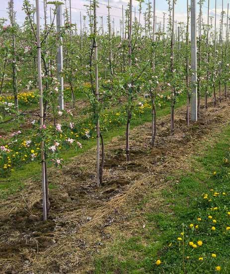 2,0 /m 3 substratu ZASTOSOWANIE W SADACH i JAGODNIKACH Aplikacja w sadach i na plantacjach jagodowych pod drzewka i inne rośliny zalecana jest bezpośrednio w trakcie ich sadzenia.