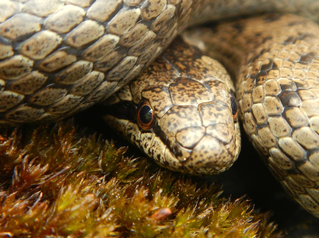 Case: gniewosz plamisty Coronella austriaca Porównanie metod zbierania danych: Atlas Płazów i Gadów Polski oraz projekt TH NATRIX Elementy podlegające porównaniu: czas zbierania danych nakłady