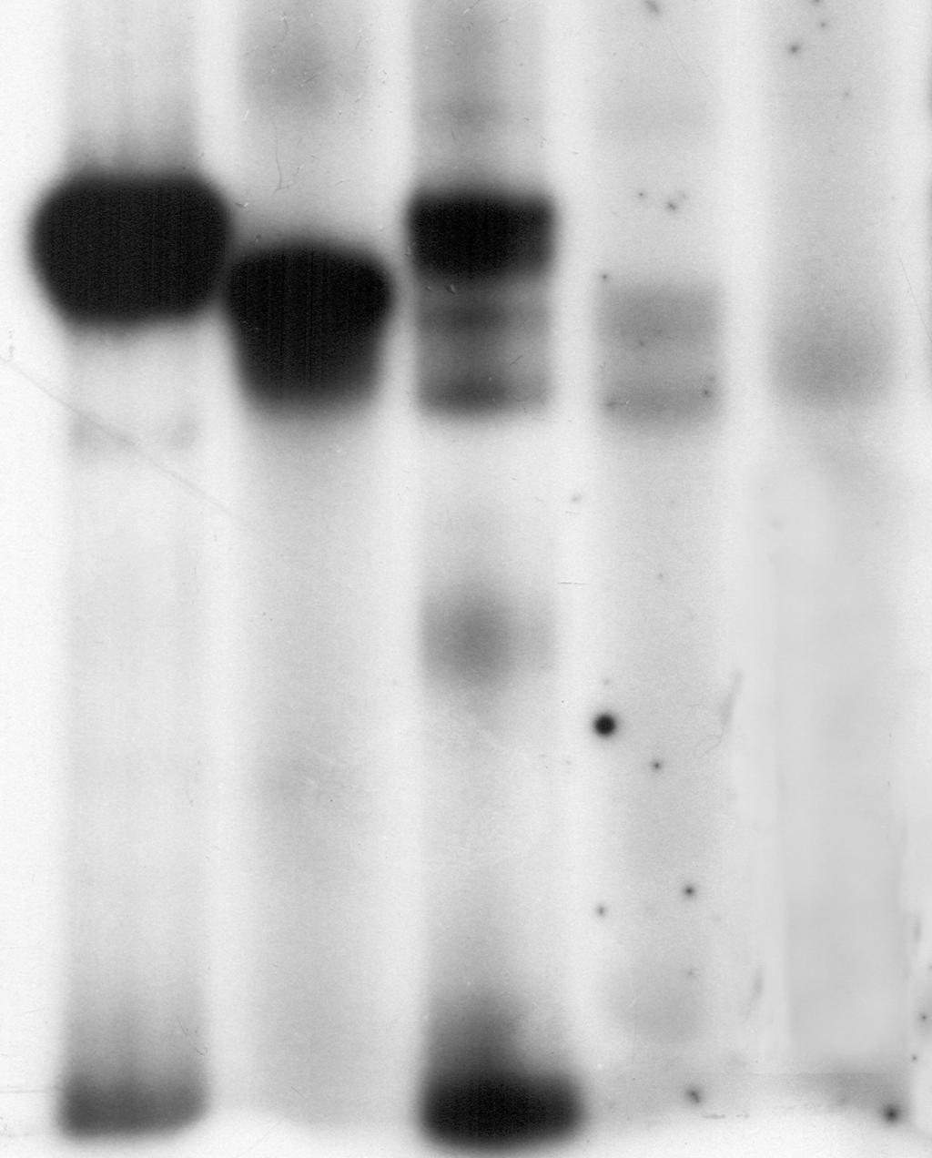 Wyniki Reakcje transkrypcji ze znakowanym radioaktywnie promotorowym DNA nie dają jednak jednoznacznej odpowiedzi czy kompleksy binarne uzyskane odpowiednio z białkiem FR2 lub FR3 są rzeczywiście