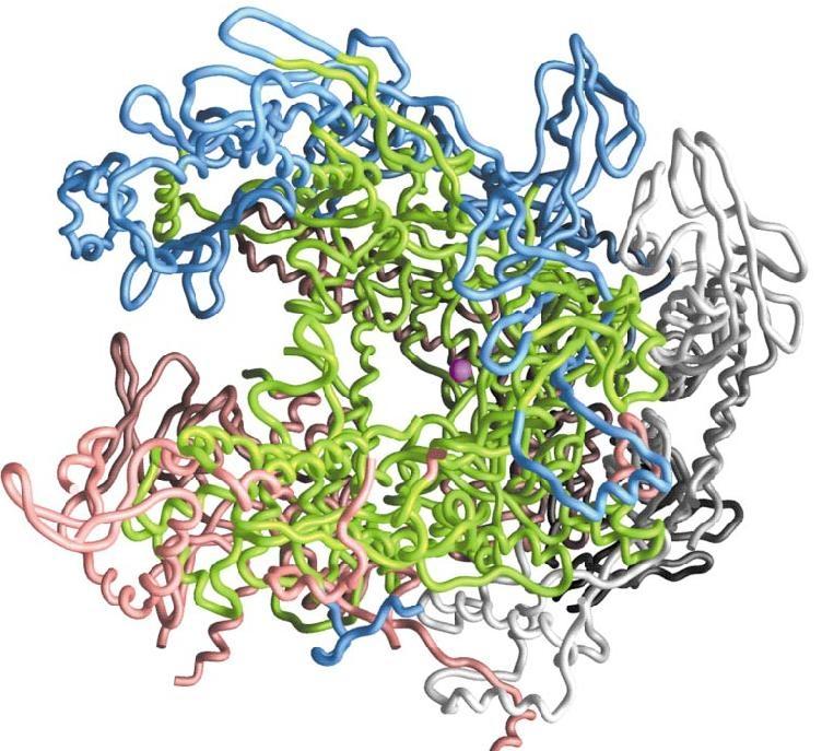 Wstęp Ryc. 2 Schemat budowy rdzenia polimerazy RNA Thermus aquaticus. Kolorem zielonym przedstawiono najsilniej konserwowane fragmenty podjednostek β i β'.