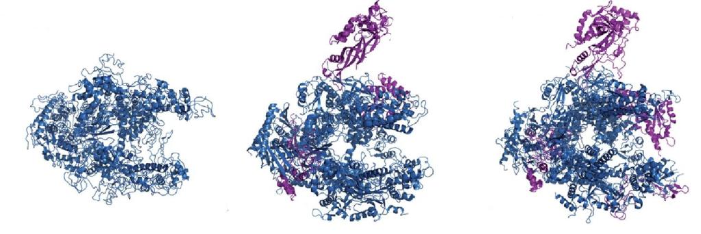 Wstęp polimerazy RNA Thermus aquaticus z rozdzielczością 3,3 Å /243/, holoenzymu polimerazy RNA z rozdzielczością 4 Å /156/, holoenzymu polimerazy RNA Thermus aquaticus z fragmentem promotorowej