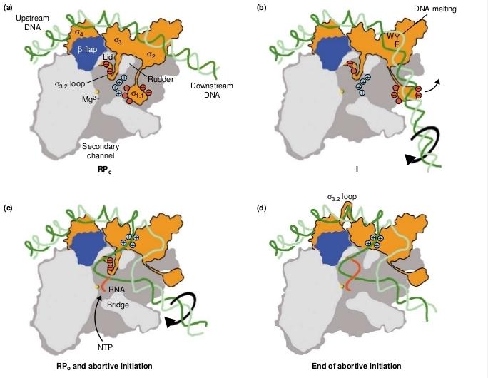 Wstęp Ryc. 9. Zmiany strukturalne kompleksów polimerazy RNA z promotorowym DNA w kolejnych etapach inicjacji transkrypcji.