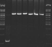 Wyniki 1 2 3 4 5 6 7 8 9 1200 pz 200 pz Fot. 3 Kontrola transformantów zawierających DNA fragmentu FR2 podjednostki σ70.