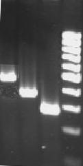 Wyniki Na fotografii 4 przedstawiono rozdział elektroforetyczny fragmentów DNA uzyskanych w rekcji PCR, które następnie zostały użyte do klonowania. 1 2 3 4 500 pz 400 pz 300 pz Fot.