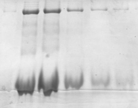 Wyniki inhibitora proteaz PMSF. Widoczne jest to na żelach wykonanych po etapie zatężania z użyciem chromatografii na NiNTA agarozie (Fot. 14A).