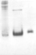 Wyniki A 1 2 3 4 1 2 3 B Fot. 15 Efekt zatężania renaturowanych białek FR1, FR2, FR3 i FR5. A. Ścieżka 1 Marker Masowy (Page Ruler Prestained Protein Ladder (Fermentas)).