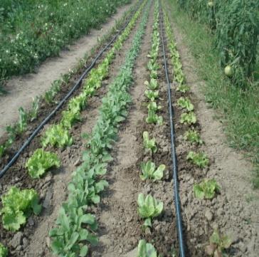 seler obok pomidorów sprzyja wzrostowi roślin, a współrzędna uprawa cebuli z marchwią ogranicza porażenie marchwi połyśnicą marchwianką. 3.