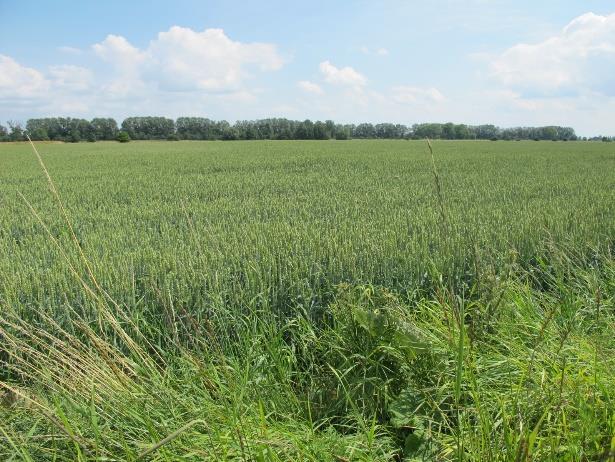 SKUTKI ŚRODOWISKOWE Realizacja ustaleń projektu planu: zachowa korzystne warunki akustyczne i aerosanitarne, może spowodować zmianę sposobu użytkowania z rolniczego na zabudowę zagrodową na