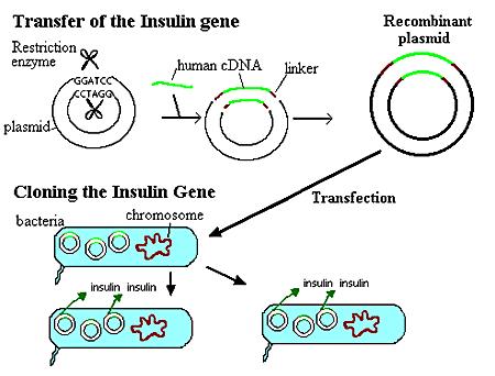 Klonowanie genu ludzkiej insuliny i produkcja rekombinowanej insuliny w bakteriach Ekspresja ludzkiej insuliny w bakteriach Enzym restrykcyjny ludzkie cdna