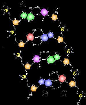 UWARUNKOWANIA samoreplikacji kwas rybonukleinowy (RNA) wiązanie wodorowe (wspólny proton H + ) powinowactwo par puryn i pirymidyn (A-U[T]; C-G)