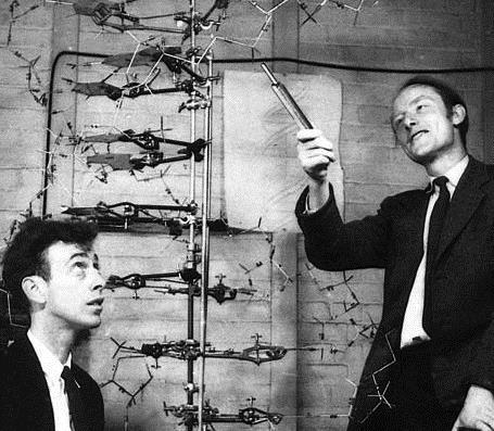 WŁAŚCIWOŚCI wszystkich organizmów Francis H.C. Crick (1916-2004) James D.