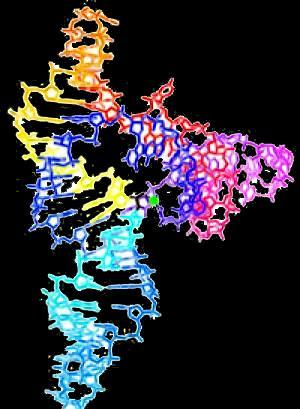 NAJPROSTSZY możliwy układ żywy skoro RNA może wypełniać równocześnie rolę nośnika dziedziczności i katalizatora (rybozymu) np.