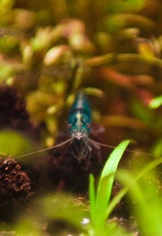 Shrimp Breeder to preparat stworzony z myślą o hodowcach krewetek