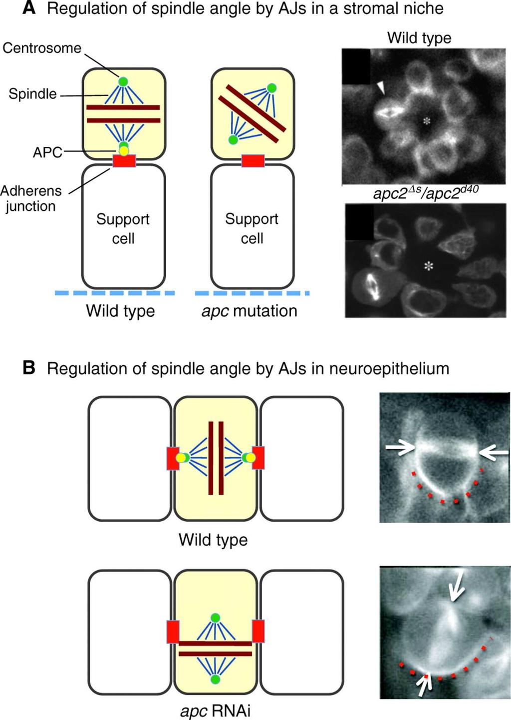 AJs determine the positioning of the mitotic spindle by