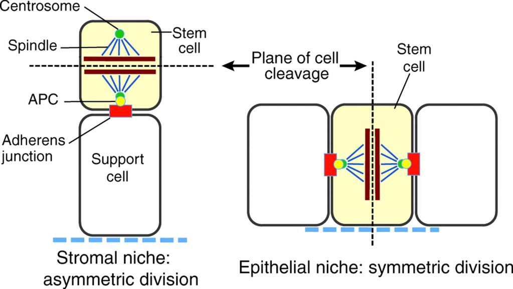 Predicted default division patterns when centrosome position is instructed by AJs.