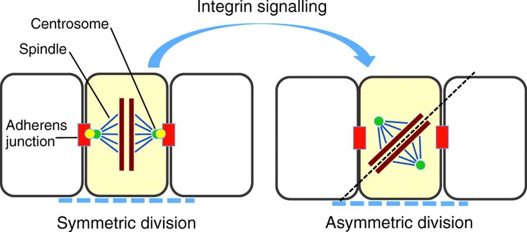 A speculative model for how integrin signalling in stem cells enables asymmetric