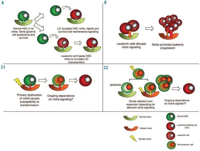 Concepts of niche contribution to leukemogenesis A) LICs compete with residual normal HSCs for the survival signalling conferred by the niche.