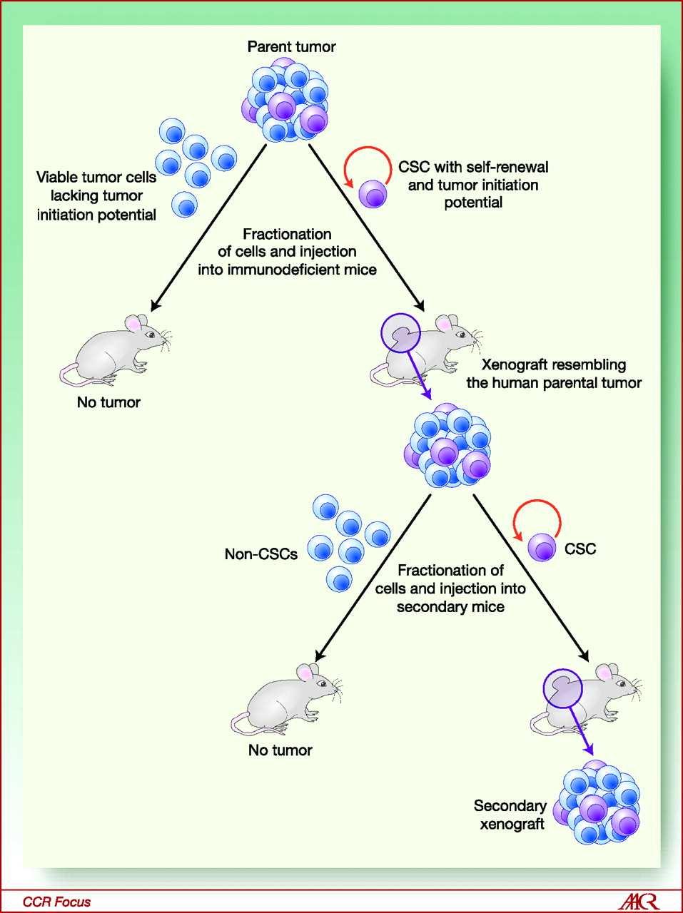 Features of human CSCs as assayed in immunodeficient