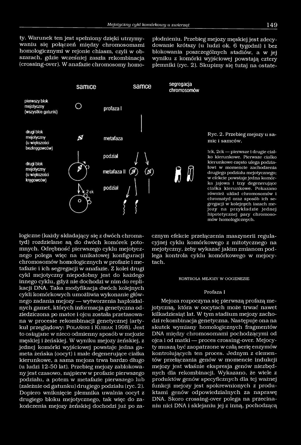 W anafazie chromosomy homopłodnieniu. Przebieg mejozy męskiej jest zdecydowanie krótszy (u ludzi ok.