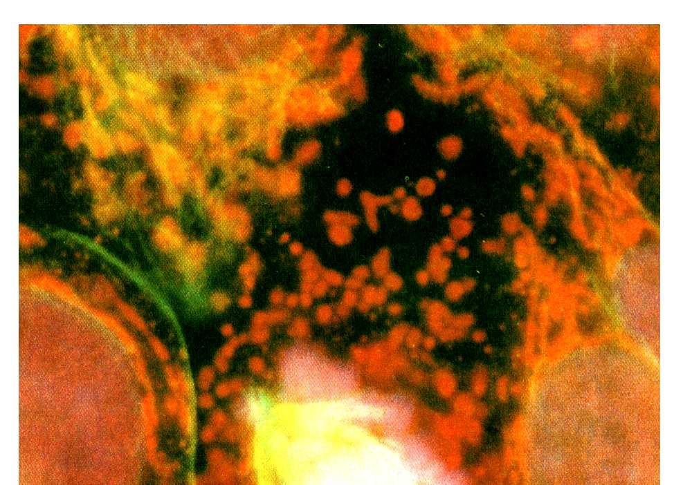 Centromer i kinetochor chromosomu metafazowego (EM i schemat N/3/4). 10. Kinezyna i cytoplazmatyczna dyneina enzymy przesuwające organelle wzdłuż mikrotubuli (schemat N/3/5). 11.