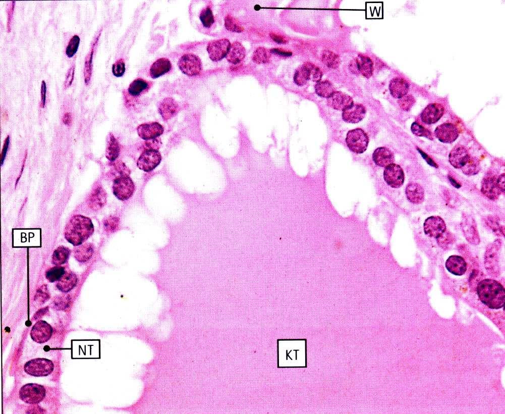 - naczynia krwionośne, tętnice, żyły? - naczynia włosowate? - nerwy? ĆWICZENIE 13. - OMÓWIENIE I DEMONSTRACJE PREPARATÓW HISTOLOGICZNYCH.