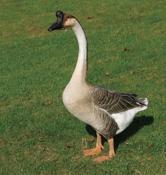 ptaki tej rasy słabo odchowują gąsięta. Dorosły gąsior waży około 11-12 kg, gęś 10-11 kg. Gęś chińska (garbonosa) pochodzi z Chin, Syberii i Japonii. Do Europy została przywieziona w XVII wieku.