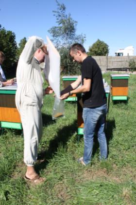 Na podstawie uzyskanych wyników analiz palinologicznych oceniane były preferencje pszczół