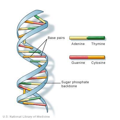 Kod genetyczny= przepis na białko GEN = jednostka DNA zawierająca sekwencję