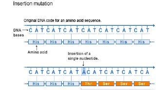 A /T) zamiana pirymidyny na purynę (T/G) delecja insercja