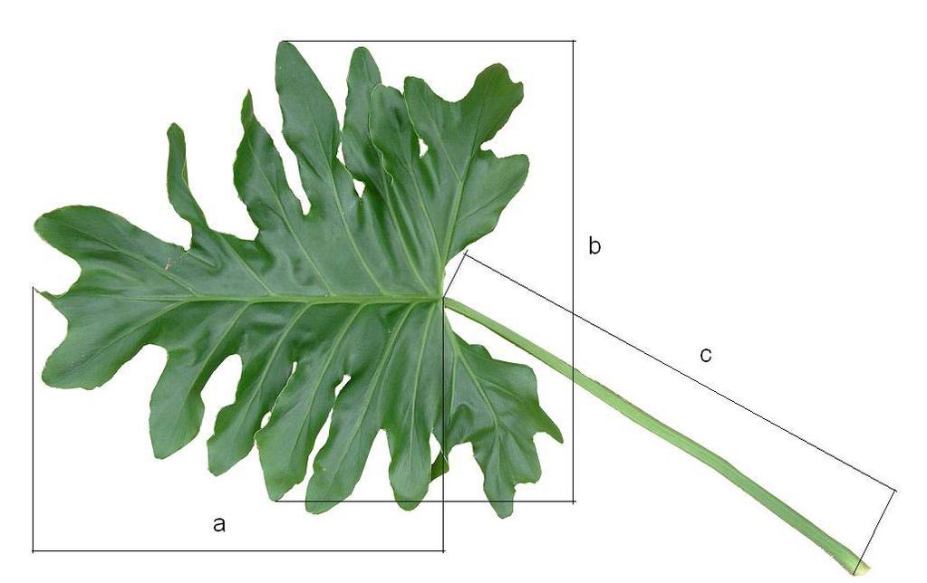 Nutrition of lacy tree philodendron (Philodendron bipinnatifidum Schott et Endl.). Part I.... 91 Vegetation experiments were conducted using peat moss (from Latvia), limed to ph (in H 2 O) of 6.