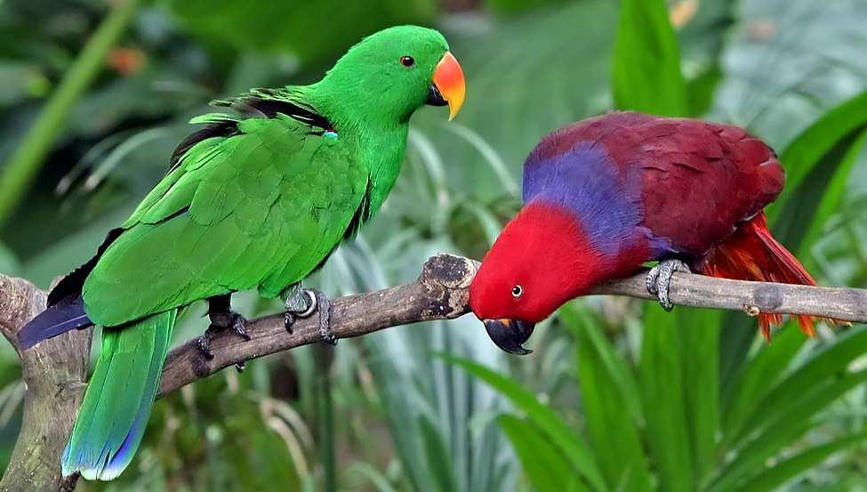 Manfred Uglorz Eclectus roratus Rząd: Psittaciformes (papugowe) Obrączka o średnicy 11 mm Barwnica Występowanie W Australii na półwyspie York, na Nowej Gwinei, Małych Wyspach Sundajskich i Molukach