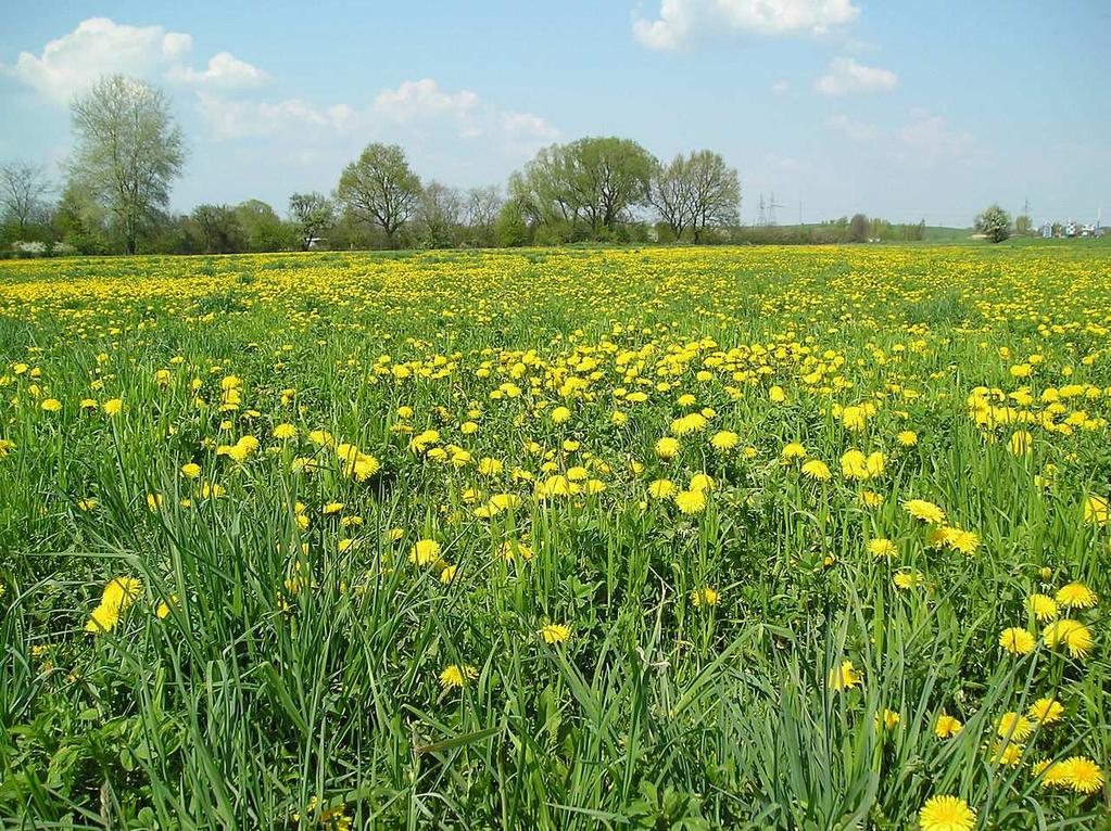 Nr 17 (styczeń marzec 2018) CHARAKTERYSTYKA OGÓLNA Nazwa barwnica nawiązuje do niezwykle barwnego i pięknego ubarwienia upie- rzenia, zarówno samca jak i samicy.