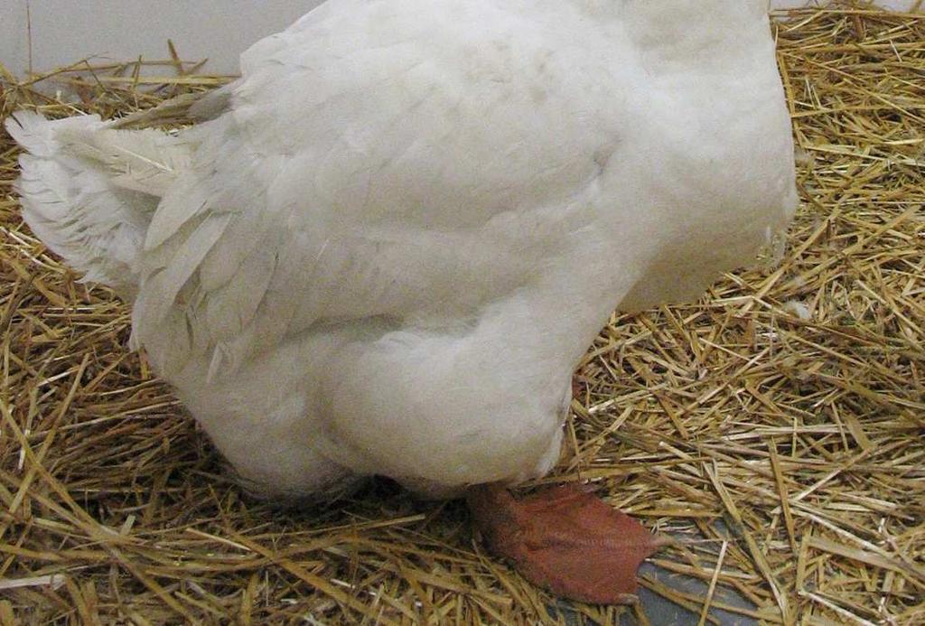 Teraz każdy, kto jest zainteresowany hodowlą tej starej rasy, może staranniej wybierać ptaki do rozrodu, a dzięki temu chołmogorskie w hodowlach staną się lepsze.