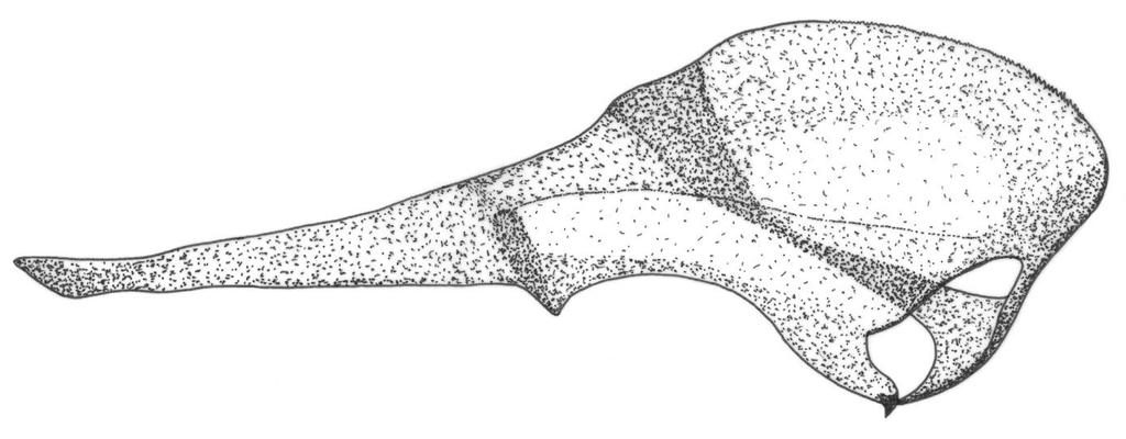 Dolerus (Dolerus) germanicus germanicus (Fabricius, 1775) (Fig. 1) Known localities: Kraków, Tatra Mts.