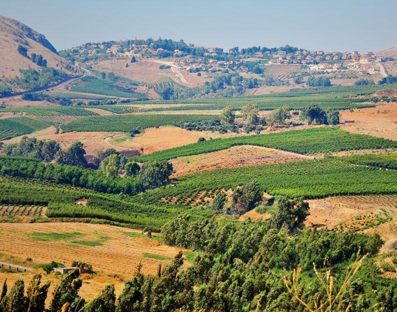 VITKIN WINERY 134 IZRAEL Izrael to państwo, w którym winiarstwo liczy blisko 5000 lat. Ma to, oczywiście, związek z czasami biblijnymi, kiedy wina używano do obrzędów religijnych.