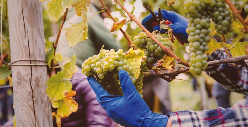 WŁOCHY > ABRUZJA FEUDO ANTICO PASSERINA TULLUM DOP Słomkowożółty kolor z pistacjowymi refleksami. Owocowo-warzywne aromaty z ziołową nutą.