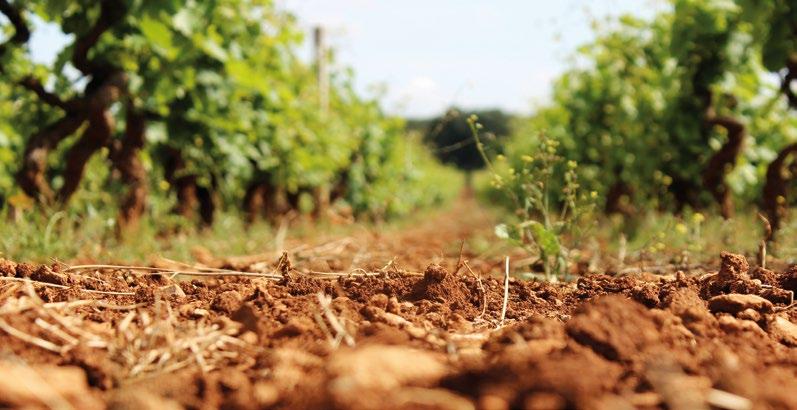 82 CANTINE SAN MARZANO CANTINE SAN MARZANO Apulia jest najbardziej na wschód wysuniętym regionem Włoch.