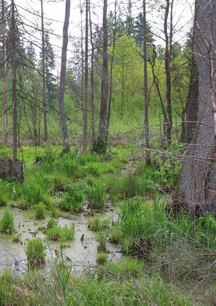 Awifauna Puszczy Boreckiej powierzchnia