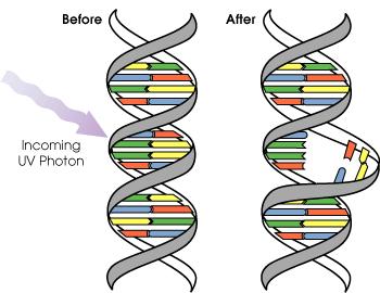Uszkodzenie DNA UVB działają bezpośrednio na DNA, powodując powstawanie dimerów