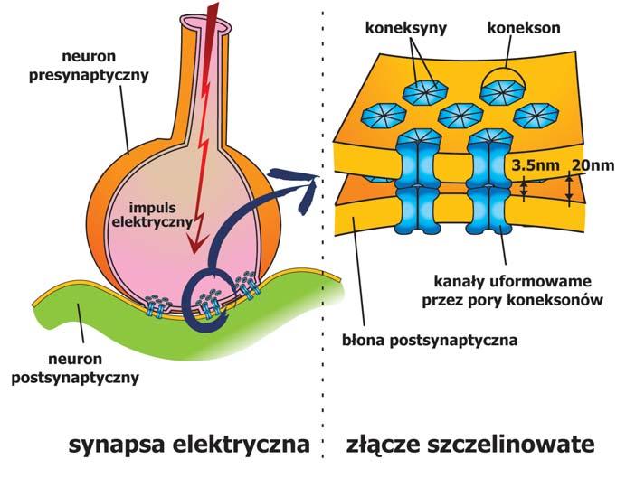 Rys. 6. Bu do wa sy nap sy elek trycz nej zwią za ne jest z cza sem trwa nia za cho dzą - cych w sy nap sie pro ce sów ko niecz nych dla prze ka za nia im pul su ner wo we go.