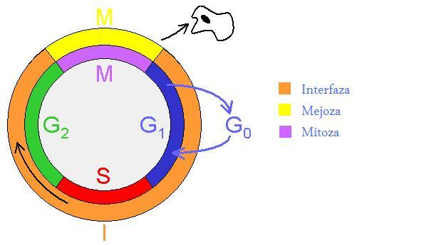Zbiory danych Zbiory danych Kryteria porównywania wyników Eksperymenty Cell Cycle genes 798 genów zidentyfikowanych jako regulujące cykl komórkowy drożdży piekarniczych (yeast saccharomyces