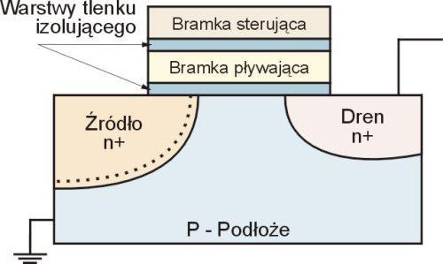 Budowa komórki