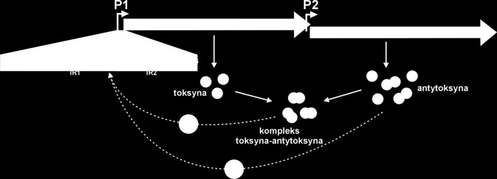 6. Oczyszczanie białek bakteryjnych i badanie ich zdolności do interakcji z DNA Ryc. 1.