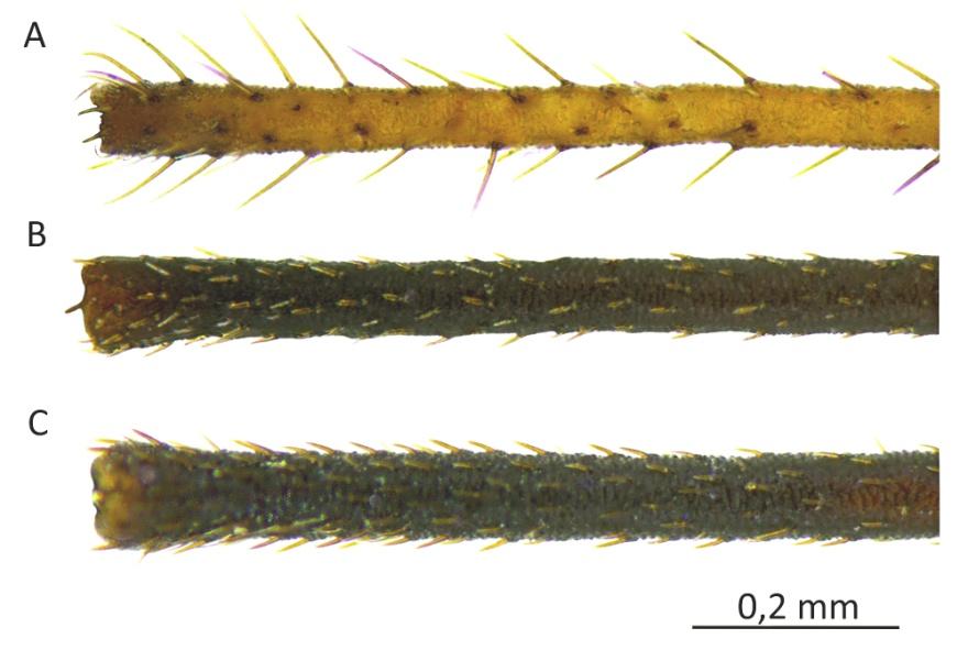 94 A. Taszakowski and G. Gierlasiński Table. Summary of the features distinguishing three species of Acetropis occurring in Poland. Feature A. carinata A. gimmerthalii A.