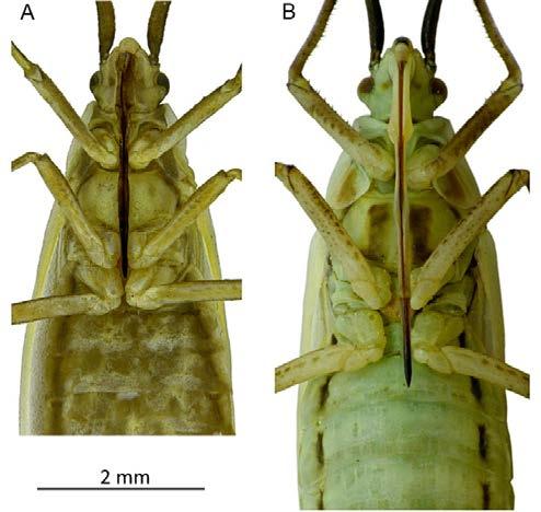 The bugs of Acetropis in Poland 95 (Stehlík 1988). Faunistic studies conducted in Austria have shown a rapid expansion of the range of this species to the west (Friess & Brandner 2014).