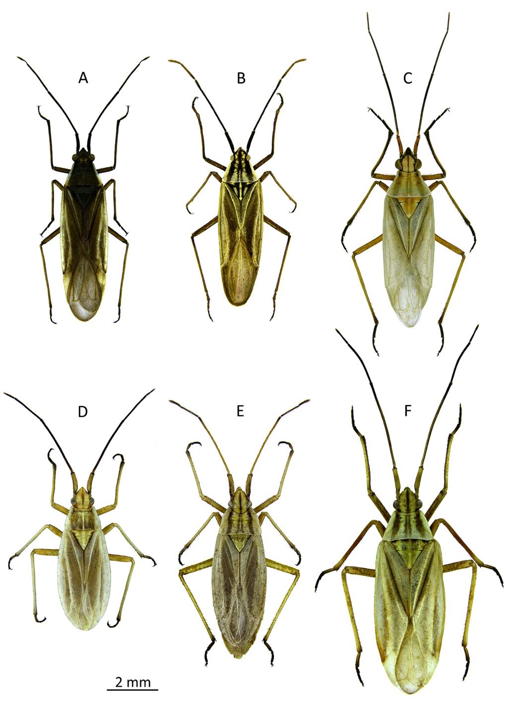 84 A. Taszakowski and G. Gierlasiński The borders of the geographical regions of Poland follow the Catalogue of the Polish Fauna (Burakowski et al. 1973). Fig 1.