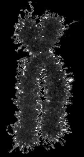 microtubuli łączą się z miejscem
