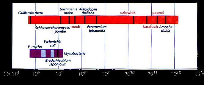 rozmiary genomu TELOMERAZA a śmieciowe DNA Eukaryota Prokaryota końcówki chromosomów trzeba odtwarzać z